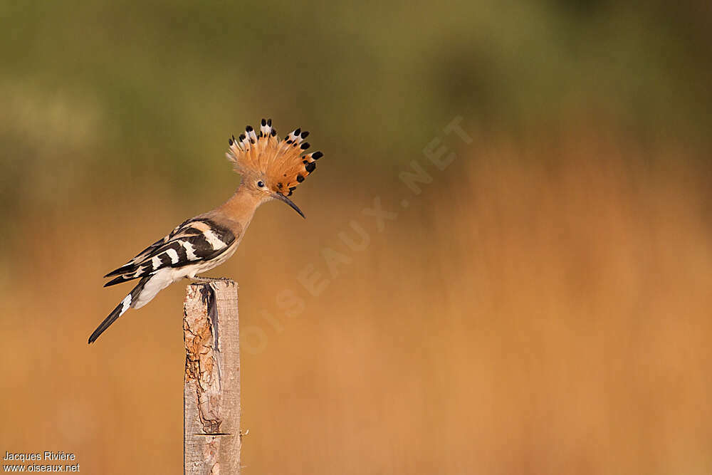 Huppe fasciéeadulte nuptial, identification