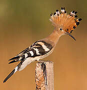 Eurasian Hoopoe