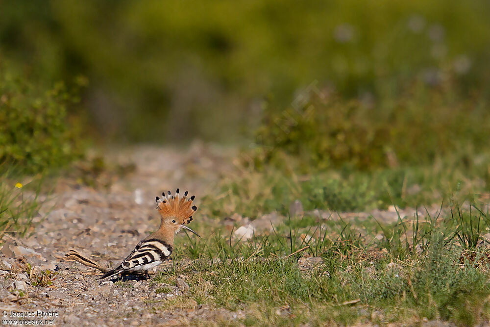 Eurasian Hoopoeadult breeding