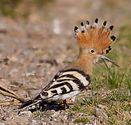 Eurasian Hoopoe