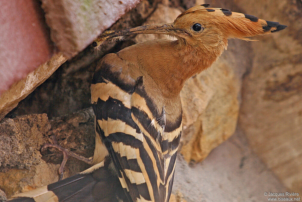 Eurasian Hoopoeadult breeding, Reproduction-nesting