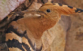 Eurasian Hoopoe