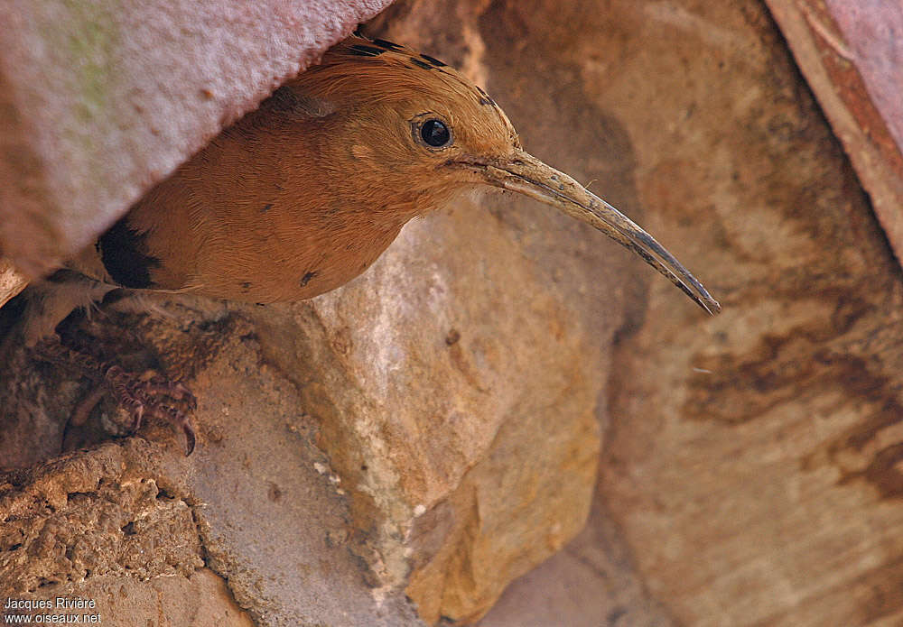 Eurasian Hoopoeadult breeding, Reproduction-nesting