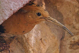 Eurasian Hoopoe