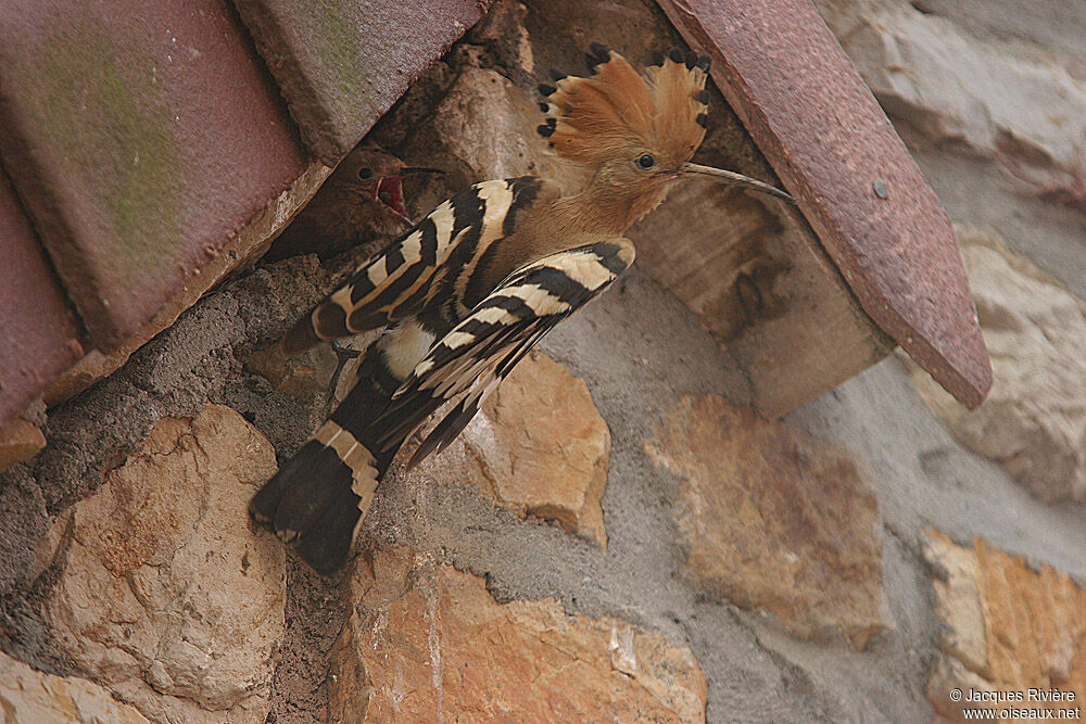 Eurasian Hoopoeadult breeding, Reproduction-nesting