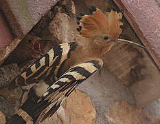 Eurasian Hoopoe