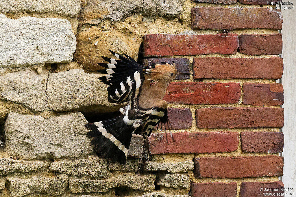 Huppe fasciéeadulte nuptial, identification, Vol, Nidification