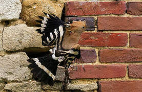 Eurasian Hoopoe