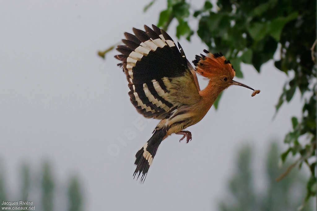 Eurasian Hoopoeadult breeding, Flight, Reproduction-nesting