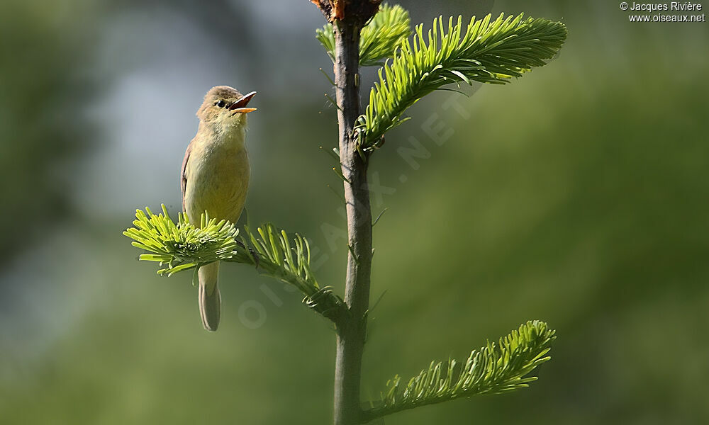 Melodious Warbler male adult breeding, song