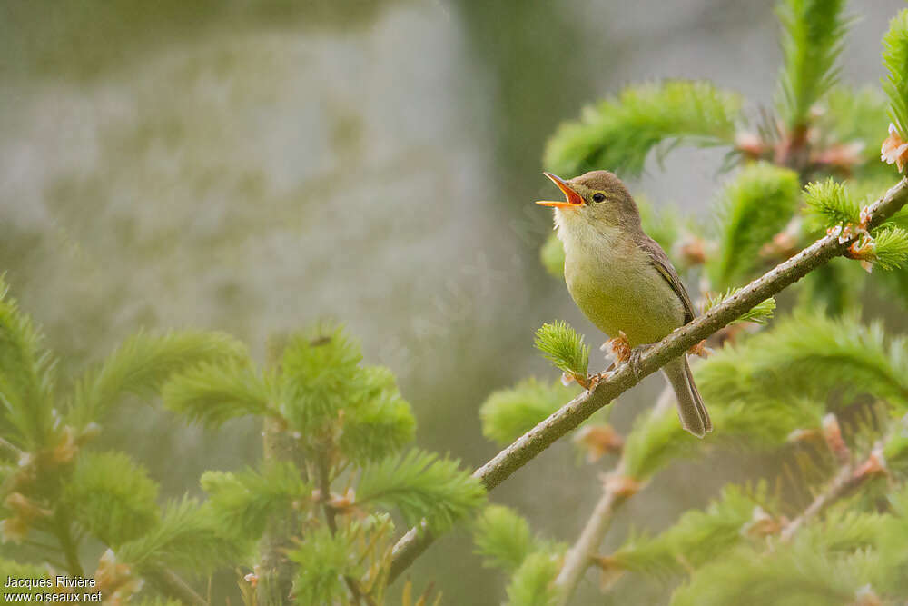 Melodious Warbler male adult breeding, song