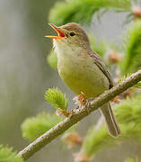 Melodious Warbler