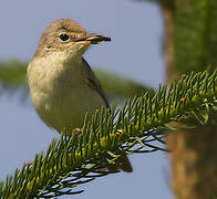 Melodious Warbler