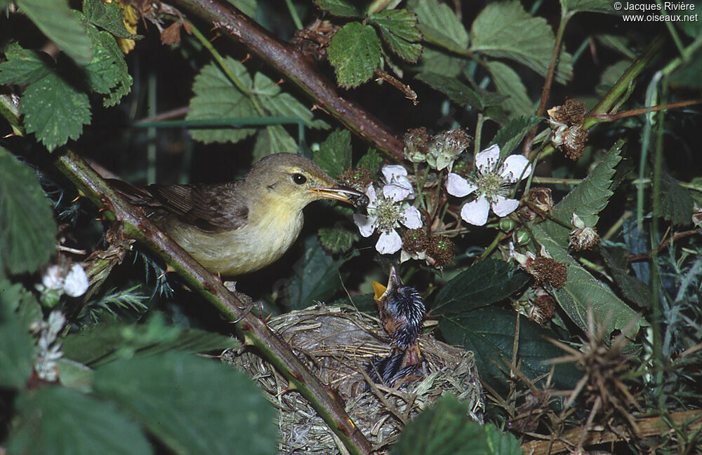 Melodious Warbleradult breeding, Reproduction-nesting