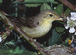 Melodious Warbler