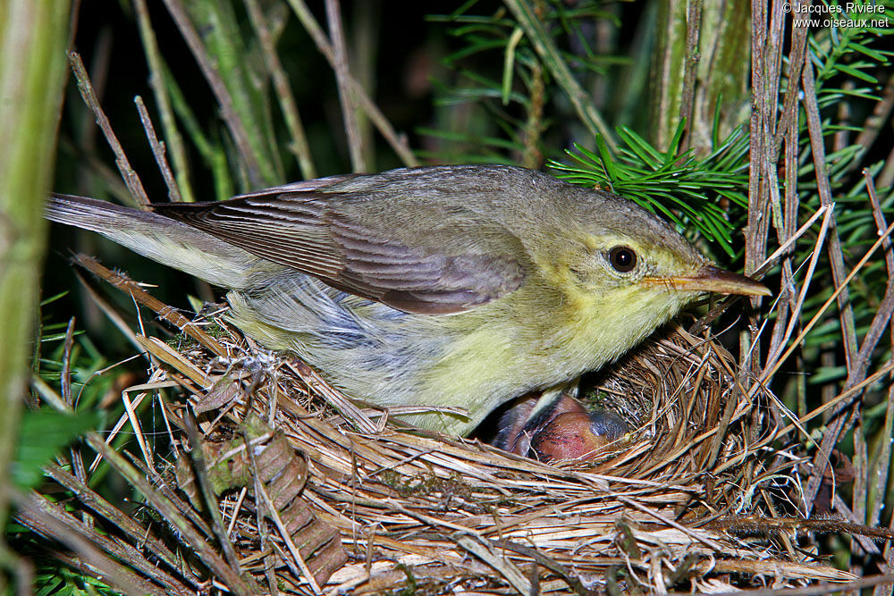 Melodious Warbleradult breeding, Reproduction-nesting