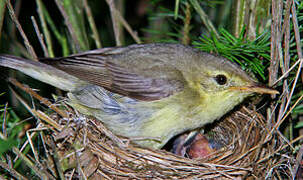 Melodious Warbler