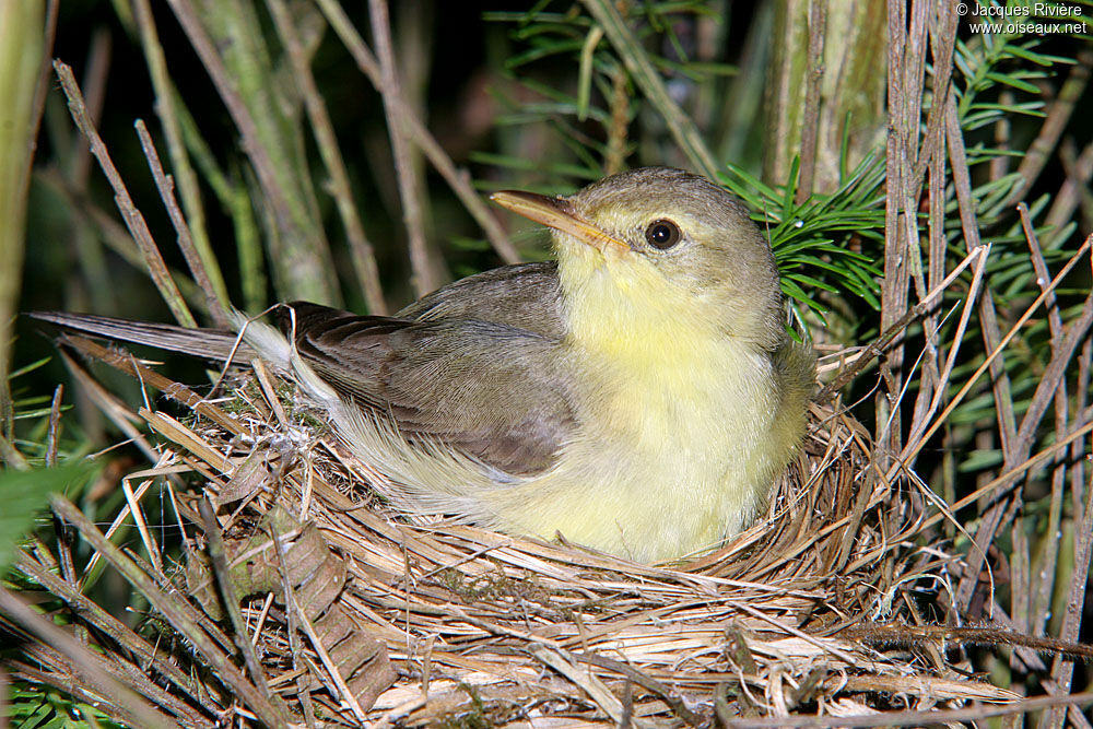 Melodious Warbleradult breeding, Reproduction-nesting