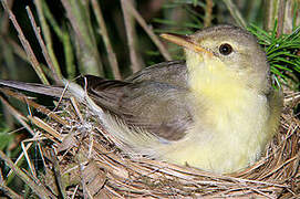 Melodious Warbler