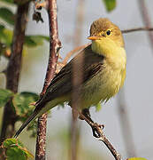 Melodious Warbler