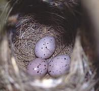 Melodious Warbler