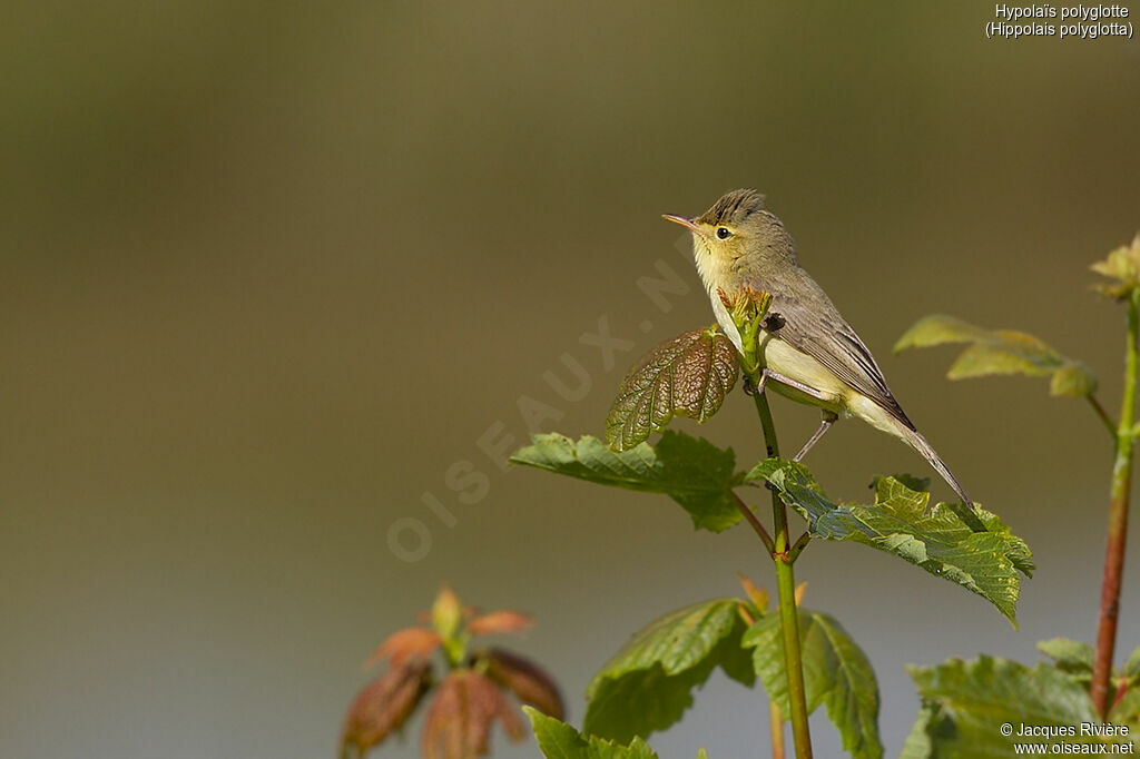 Melodious Warbler male adult breeding, identification, song