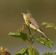 Melodious Warbler