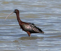 Glossy Ibis