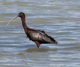 Ibis falcinelle