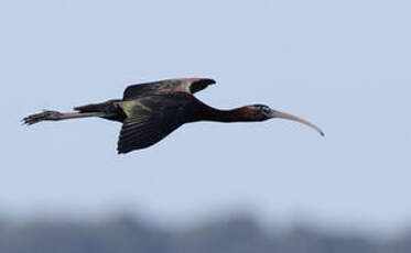Ibis falcinelle