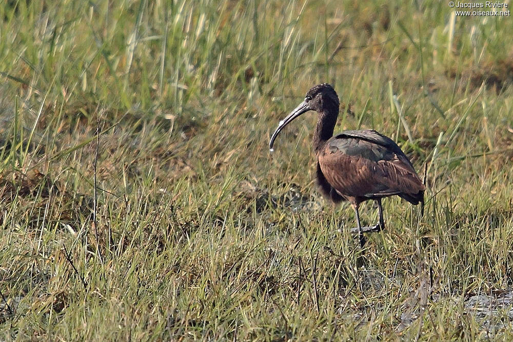 Ibis falcinelleadulte internuptial