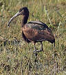 Ibis falcinelle