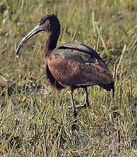 Ibis falcinelle