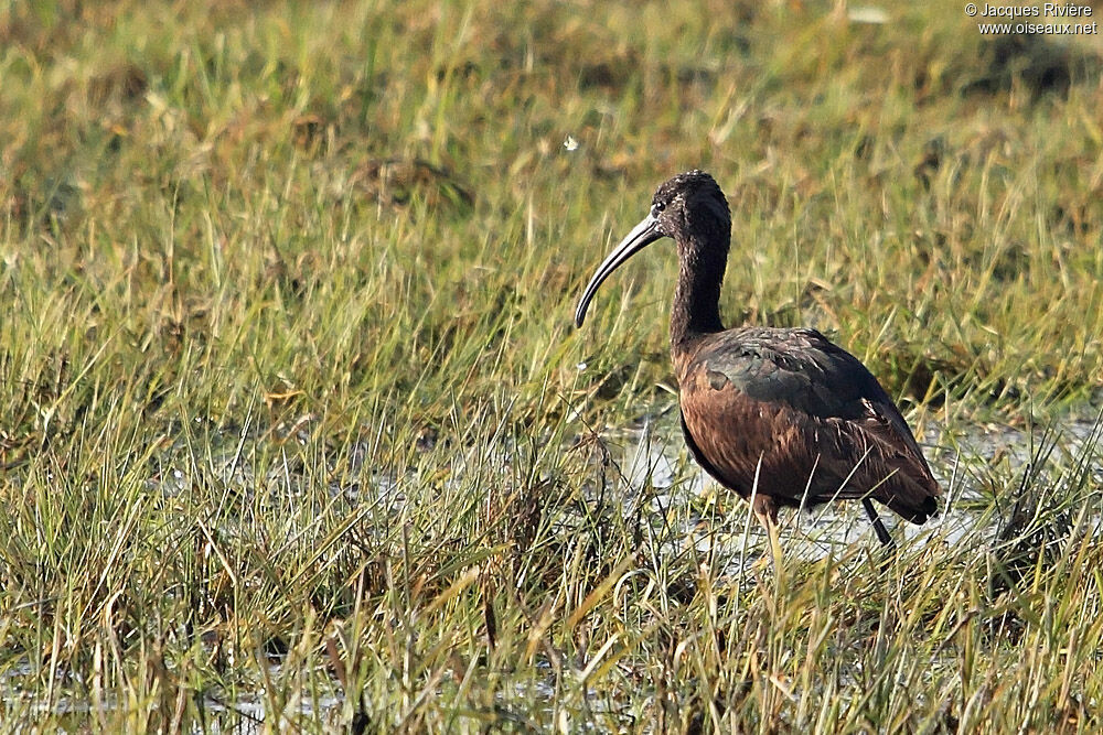 Ibis falcinelleadulte internuptial