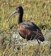 Glossy Ibis