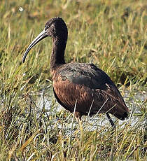 Ibis falcinelle