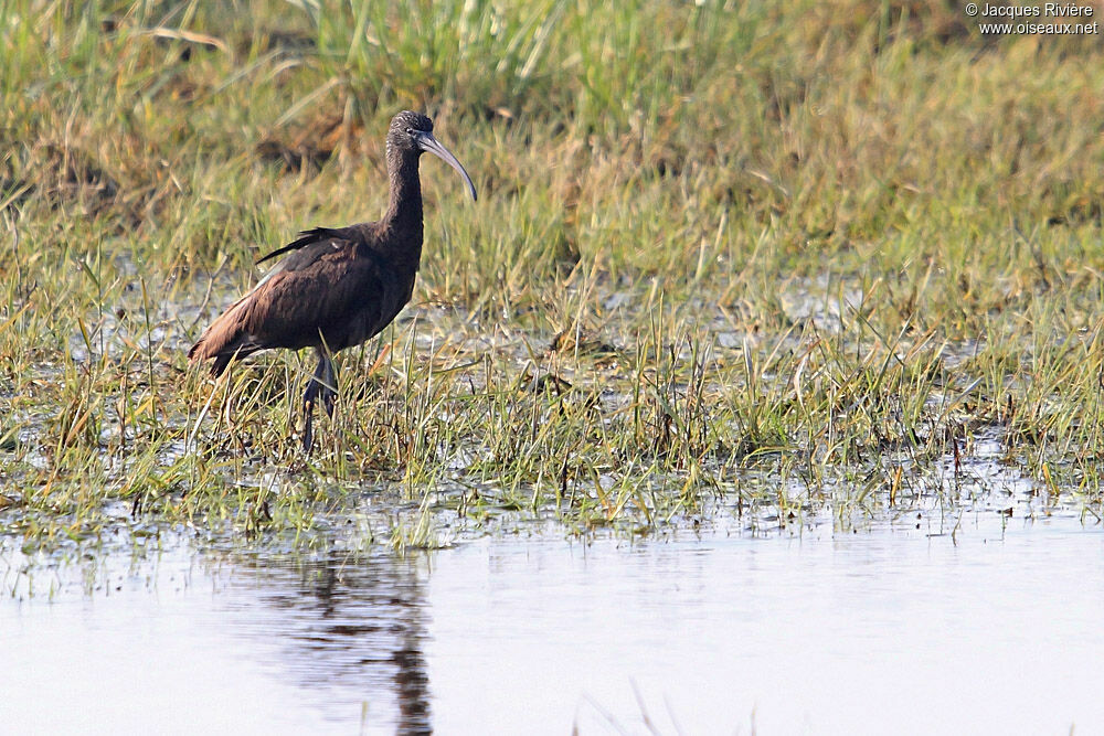 Ibis falcinelleadulte internuptial