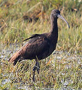 Glossy Ibis