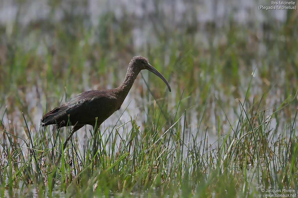 Ibis falcinelleadulte nuptial, identification