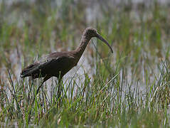 Ibis falcinelle