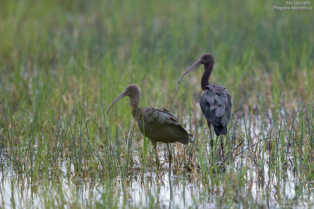 Ibis falcinelleadulte nuptial