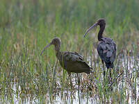 Ibis falcinelle