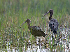 Glossy Ibis