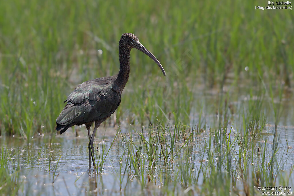 Ibis falcinelleadulte, identification