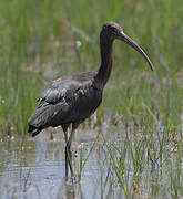 Glossy Ibis