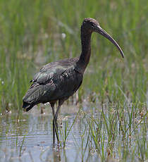 Ibis falcinelle