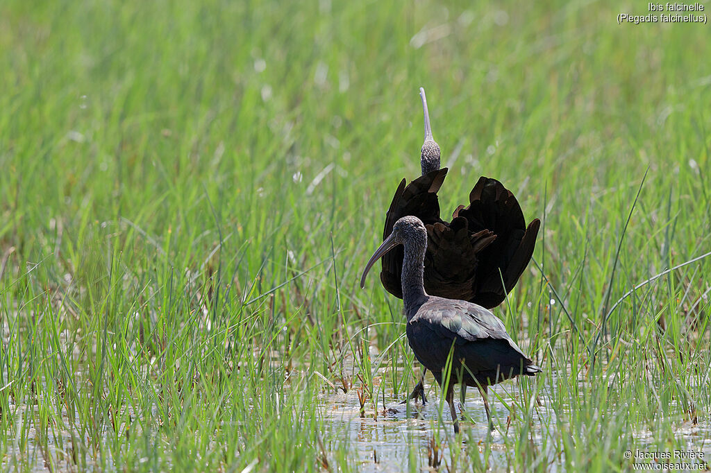 Ibis falcinelleadulte nuptial, parade