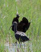 Glossy Ibis