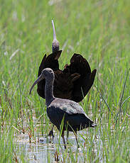 Ibis falcinelle