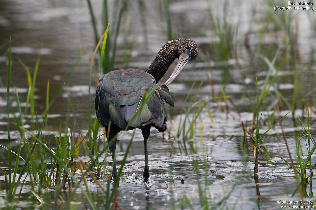 Ibis falcinelleadulte, identification